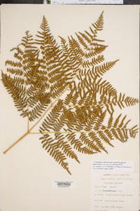 Pteridium aquilinum subsp. pseudocaudatum image